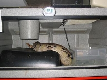 borneo blood or shorttail python caging