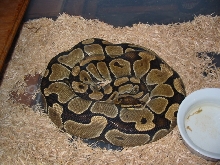 Gravid Ball Python
