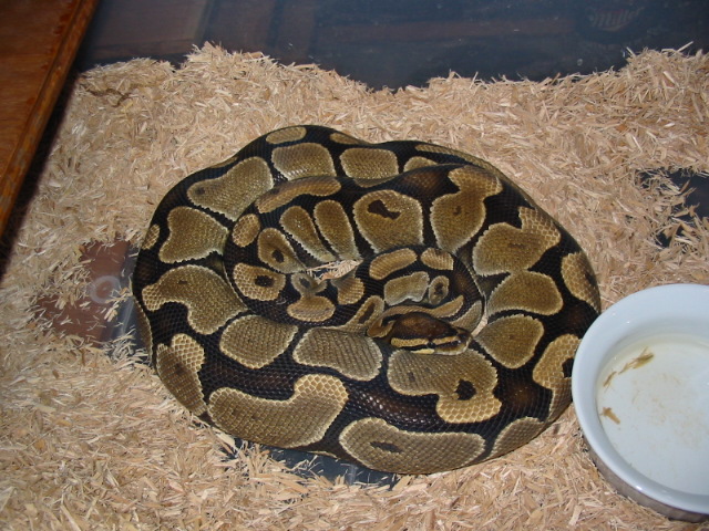 Gravid Ball Python