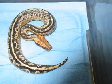 hatchling borneo short-tailed python