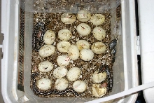 Lots of hatchling borneos