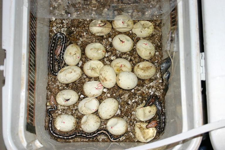 Lots of hatchling borneos