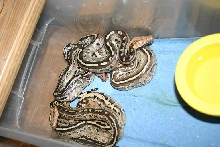 Some resting hatchlings