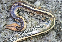 Python breitensteini