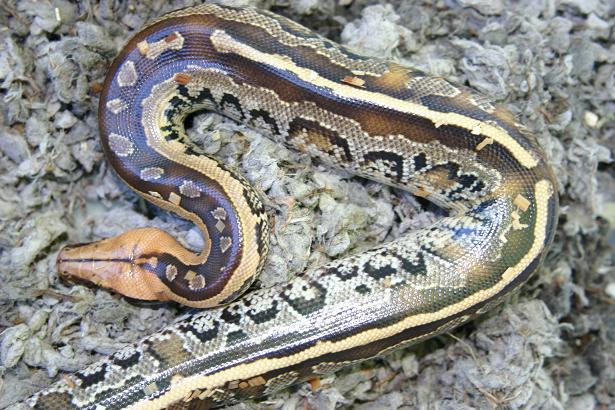 Python breitensteini