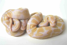 albino ball python
