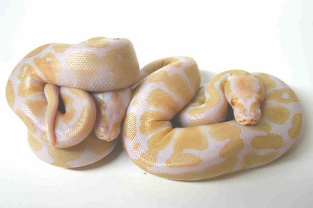 albino ball python
