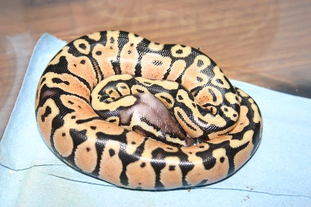 ball python