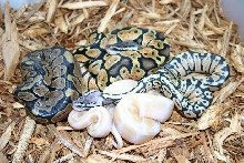 ball pythons