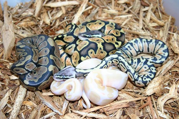 ball pythons