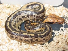 Hatchling borneo short tailed python