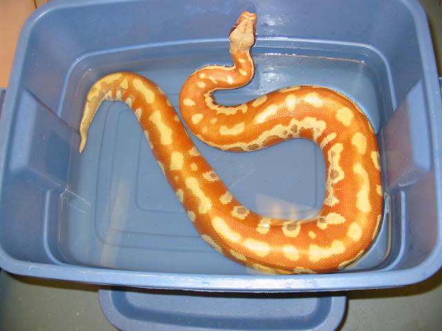 T  Albino Blood