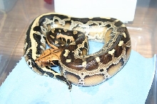 Borneo Short-tailed Python