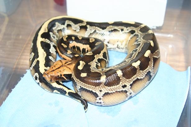 Borneo Short-tailed Python