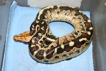 Borneo Short-tailed Python