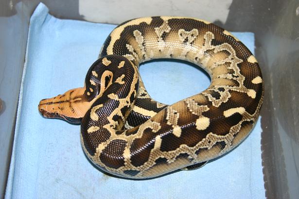 Borneo Short-tailed Python