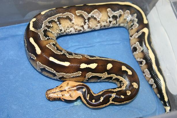 Borneo Short-tailed Python
