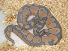 "Orange" hypo going thru blue...