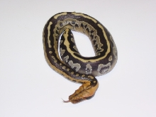Baby short-tail