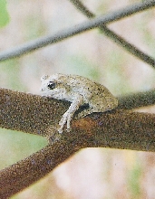 Tree frog pic