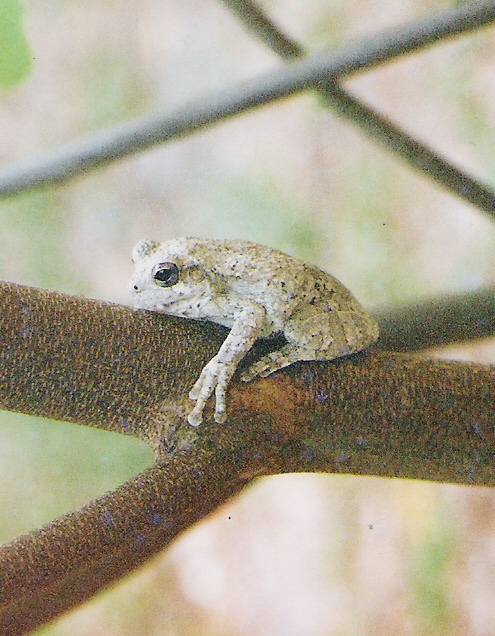 Tree frog pic