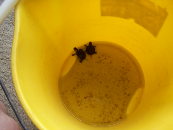 New Born Painted Turtles