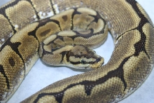 Spider morph ball python