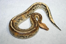 borneo short tailed python