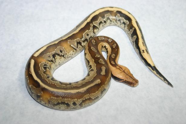 borneo short tailed python