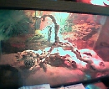 ackie tank