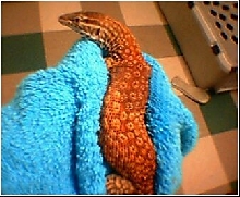 year old red ackie male