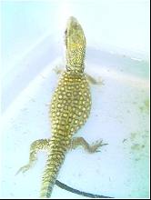 normand in the bath