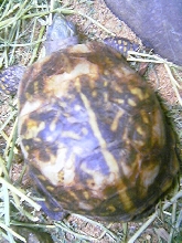 turtle2