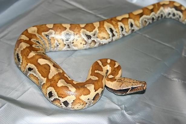 Python brongersmai