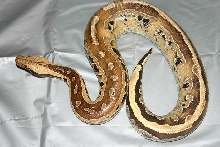 Python breitensteini