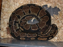 Old girl ball python-hatched 1982!