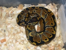 Baby ball python hatched 9/6/04