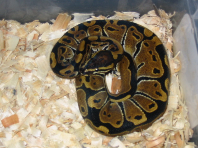 Baby ball python hatched 9/6/04