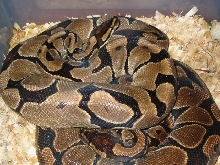 Breeding Pair 2004