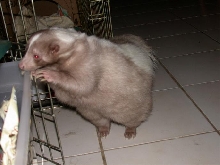stinky1