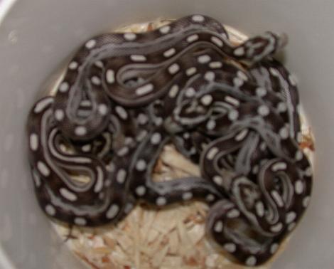 Anery motley het amel