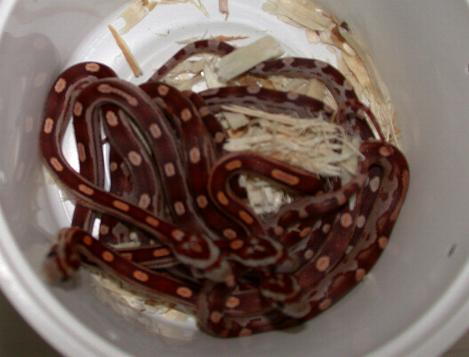 Norm motley het snow