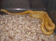 Butter Motley Female