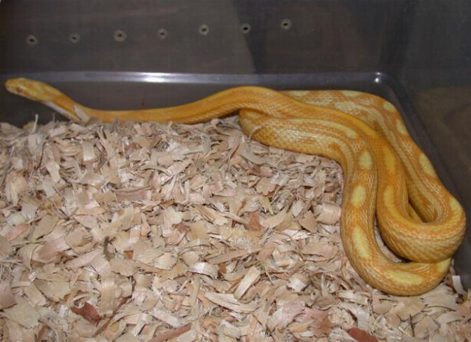 Butter Motley Female