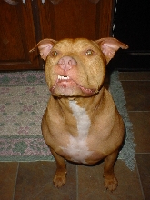 The underbite dog.