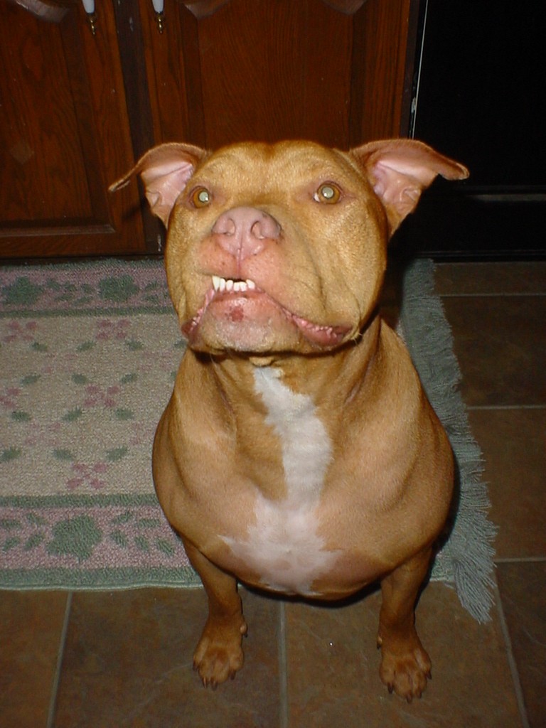 The underbite dog.
