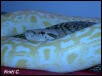 Nala(Granite) and Daisy(Albino)