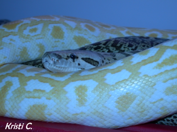 Nala(Granite) and Daisy(Albino)