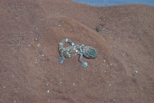 baby chondrodactylus