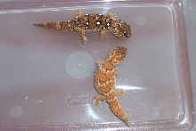 chondordactylus pair